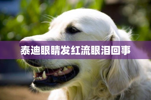泰迪眼睛發紅流眼淚回事