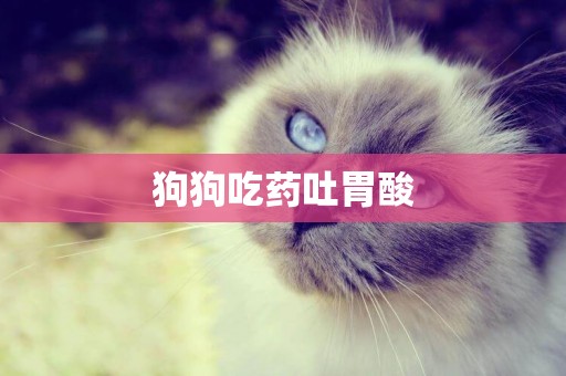 狗狗吃藥吐胃酸
