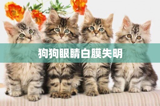 狗狗眼睛白膜失明