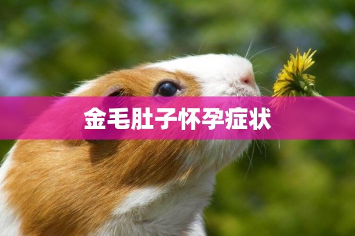 金毛肚子懷孕癥狀