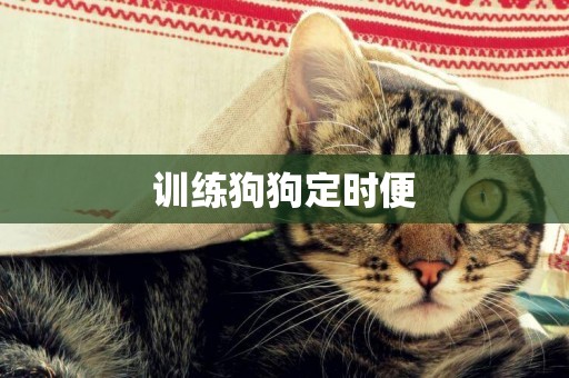 訓練狗狗定時便