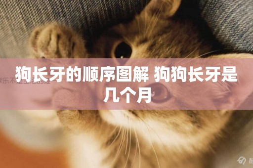 狗長牙的順序圖解 狗狗長牙是幾個月
