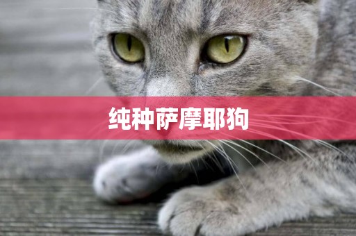 純種薩摩耶狗