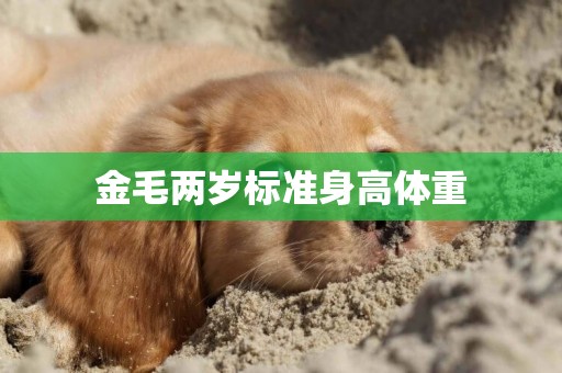 金毛兩歲標準身高體重