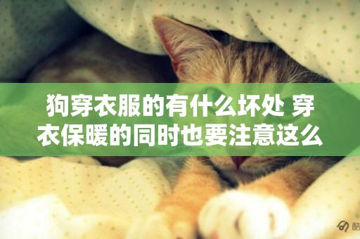 狗穿衣服的有什么壞處 穿衣保暖的同時也要注意這么問題
