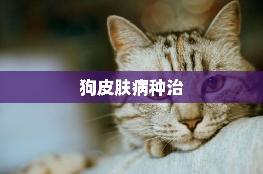 狗皮膚病種治