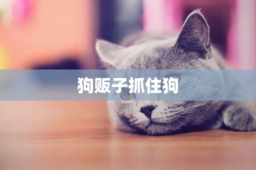 狗販子抓住狗
