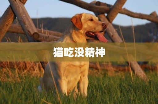 貓吃沒精神