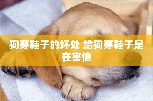 狗穿鞋子的壞處 給狗穿鞋子是在害他