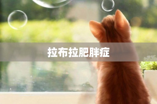 拉布拉肥胖癥