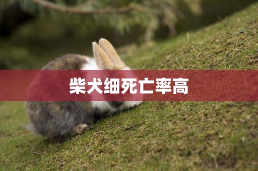 柴犬細死亡率高