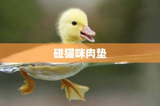 碰貓咪肉墊