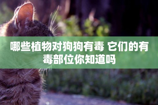 哪些植物對狗狗有毒 它們的有毒部位你知道嗎