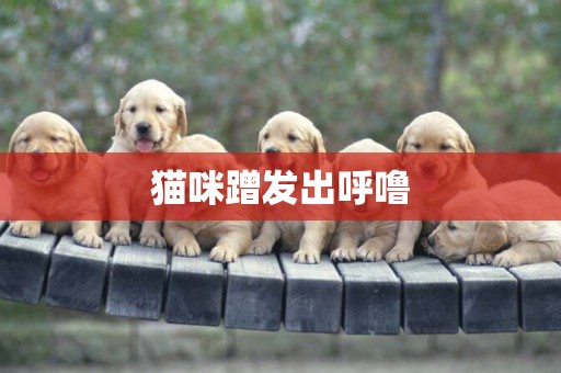貓咪蹭發出呼嚕