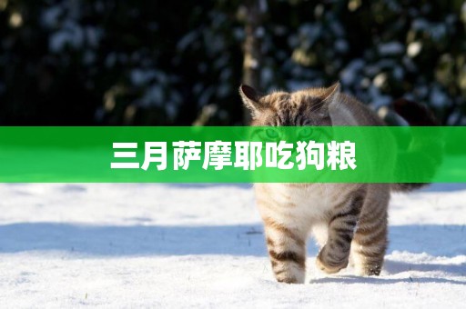 三月薩摩耶吃狗糧