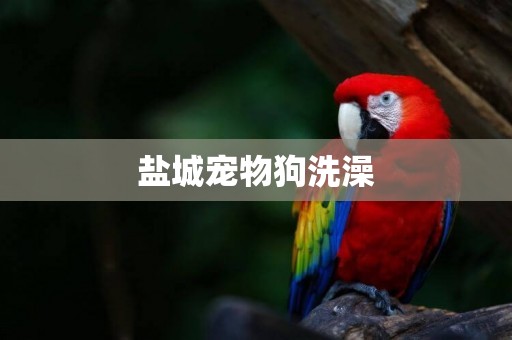 鹽城寵物狗洗澡