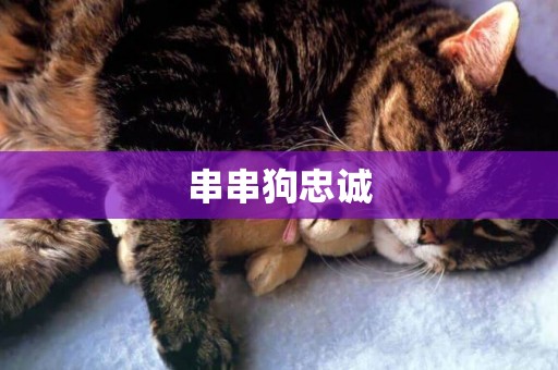 串串狗忠誠
