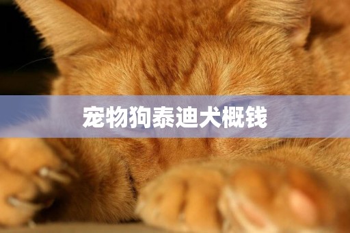 寵物狗泰迪犬概錢