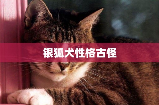 銀狐犬性格古怪