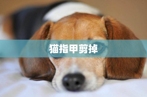 貓指甲剪掉