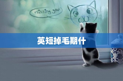 英短掉毛期什