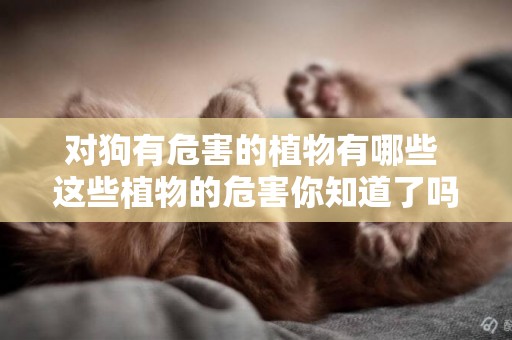 對狗有危害的植物有哪些 這些植物的危害你知道了嗎