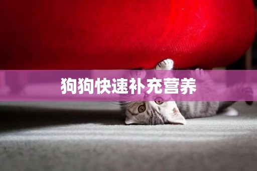 狗狗快速補充營養