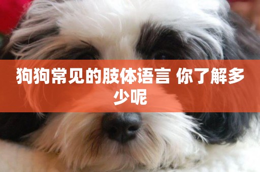 狗狗常見的肢體語言 你了解多少呢