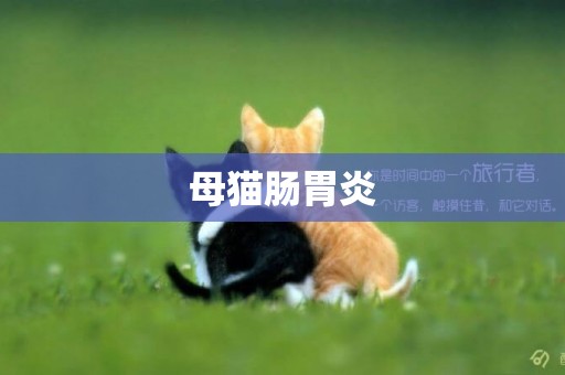 母貓腸胃炎