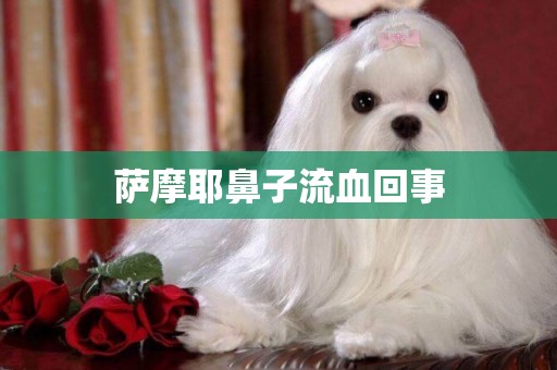 薩摩耶鼻子流血回事