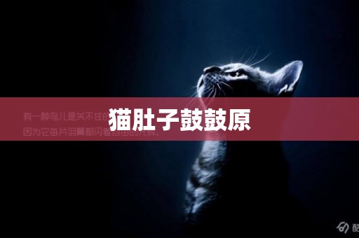 貓肚子鼓鼓原