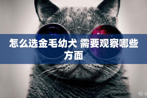怎么選金毛幼犬 需要觀察哪些方面