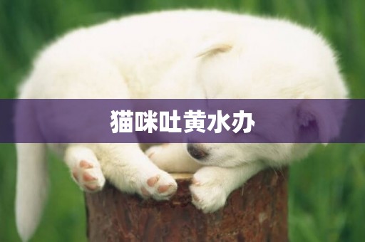 貓咪吐黃水辦