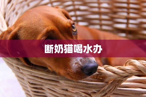 斷奶貓喝水辦