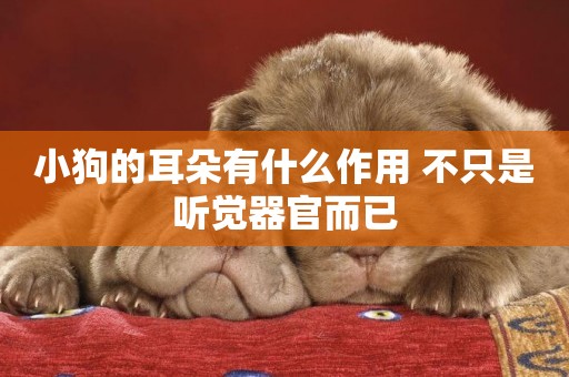 小狗的耳朵有什么作用 不只是聽覺器官而已