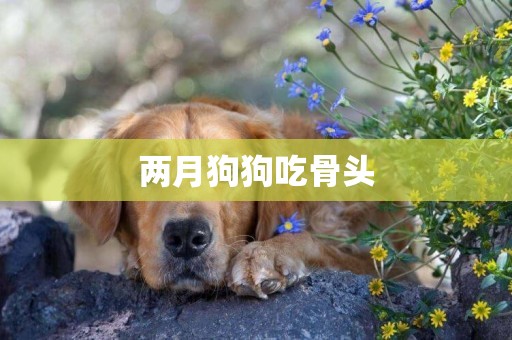 兩月狗狗吃骨頭