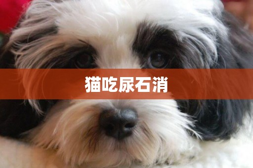 貓吃尿石消