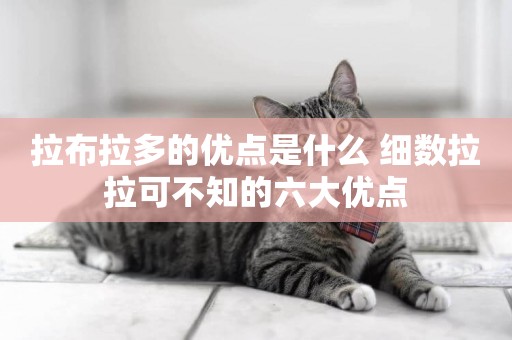 拉布拉多的優點是什么 細數拉拉可不知的六大優點