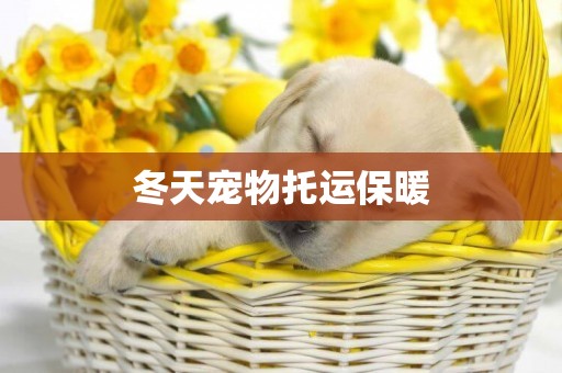 冬天寵物托運保暖
