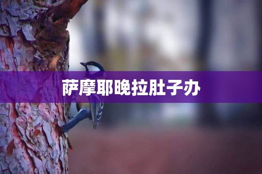 薩摩耶晚拉肚子辦