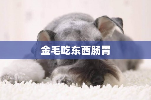 金毛吃東西腸胃