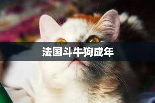 法國斗牛狗成年