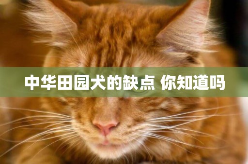 中華田園犬的缺點 你知道嗎