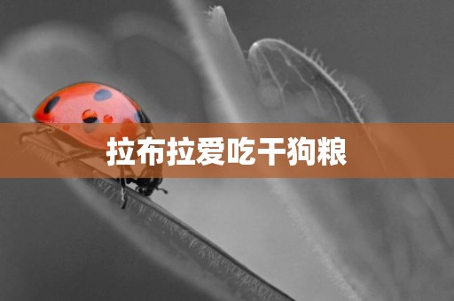 拉布拉愛吃干狗糧