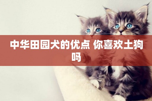 中華田園犬的優點 你喜歡土狗嗎