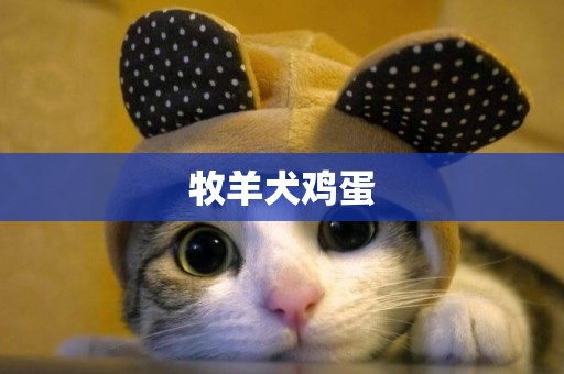 牧羊犬雞蛋