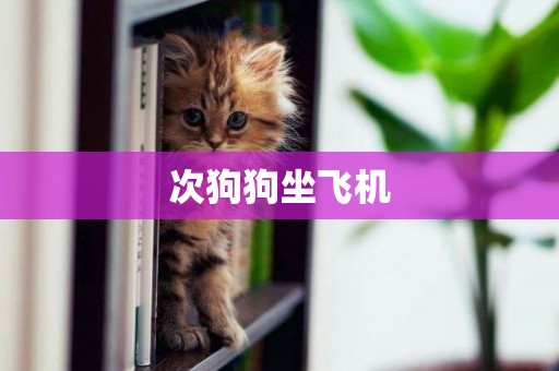次狗狗坐飛機