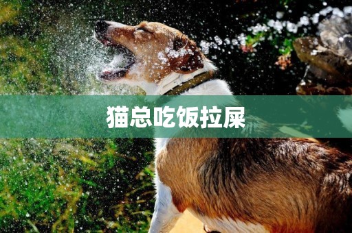 貓總吃飯拉屎