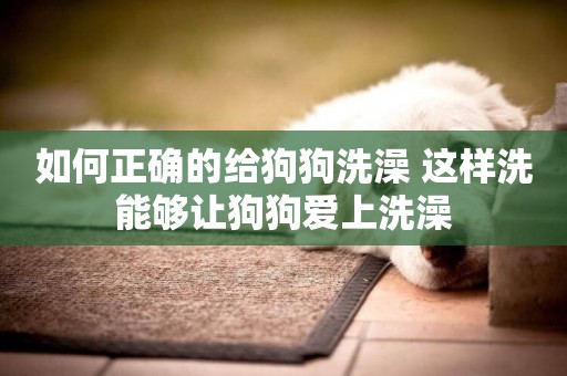如何正確的給狗狗洗澡 這樣洗能夠讓狗狗愛上洗澡