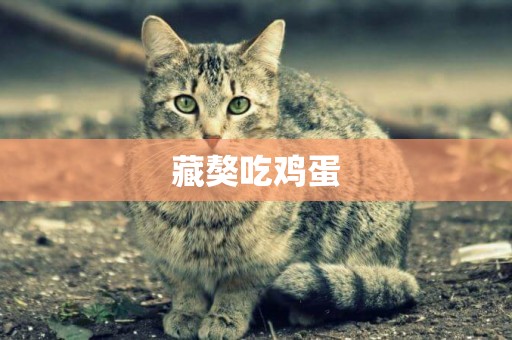 藏獒吃雞蛋
